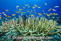 Tropical Fish and Coral Photo - Gary Bell
