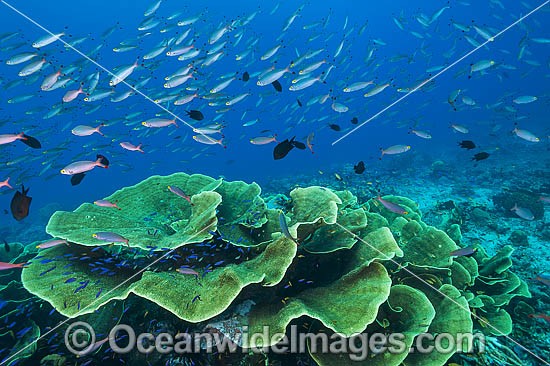 Tropical Fish and Coral photo