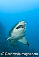 Ragged-tooth Shark Photo - Gary Bell