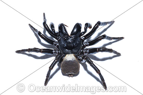 White-backed Mouse Spider photo