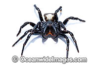 White-backed Mouse Spider Photo - Gary Bell