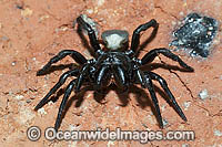 White-backed Mouse Spider Photo - Gary Bell
