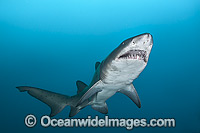 Sand Tiger Shark Photo - Gary Bell