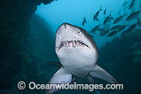Grey Nurse Shark Photo - Gary Bell