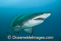Sand Tiger Shark Photo - Gary Bell