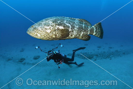Diver and Atlantic Goliath Grouper photo