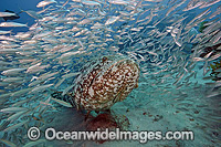 Goliath Grouper Palm Beach Photo - MIchael Patrick O'Neill
