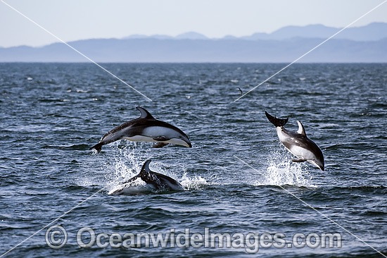 Pacific White-sided Dolphins photo