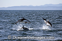 Pacific White-sided Dolphins Photo - Michael Patrick O'Neill