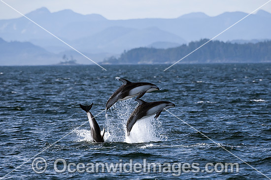 Pacific White-sided Dolphin photo