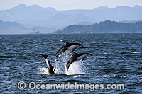 Pacific White-sided Dolphin Photo - Michael Patrick O'Neill