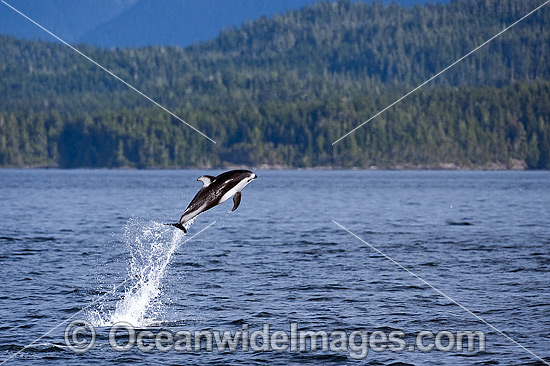 Pacific White-sided Dolphin breaching photo