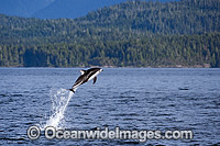 Pacific White-sided Dolphin breaching Photo - Michael Patrick O'Neill