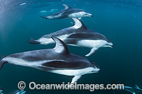 Pacific White-sided Dolphin underwater Photo - Michael Patrick O'Neill