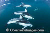 Pacific White-sided Dolphin pod underwater Photo - Michael Patrick O'Neill