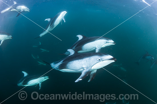 Pacific White-sided Dolphin pod underwater photo