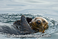 Sea Otter on surface Photo - Michael Patrick O'Neill