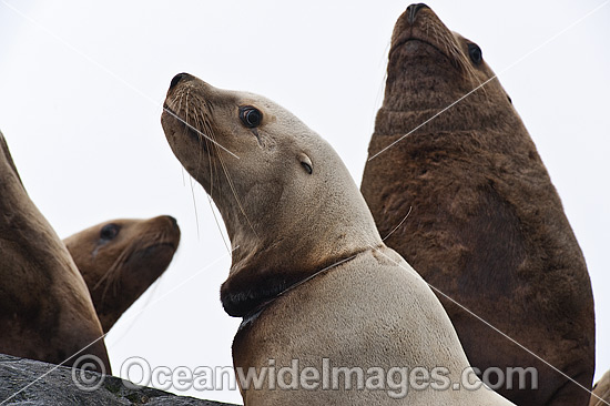 Steller Sea Lion with fishing line around neck photo