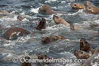 Steller Sea Lions playing in water Photo - Michael Patrick O'Neill