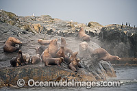Steller Sea Lion on rocks Photo - Michael Patrick O'Neill