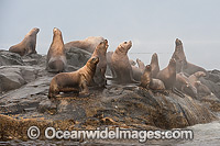 Steller Sea Lion on rocks Photo - Michael Patrick O'Neill