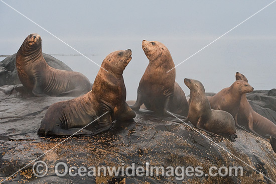 Steller Sea Lion on rocks photo