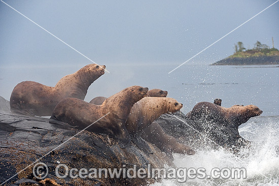 Steller Sea Lion on rocks photo