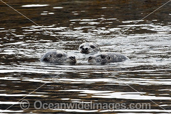 Harbor Seals Canada photo