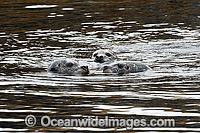Harbor Seals Canada Photo - Michael Patrick O'Neill