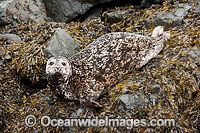 Harbor Seal Quadra Island Photo - Michael Patrick O'Neill