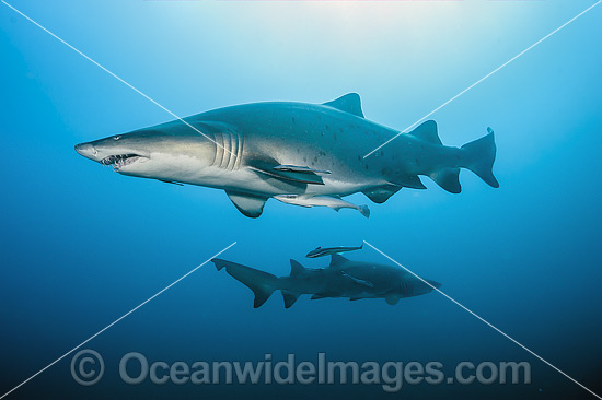 Sand Tiger Shark photo