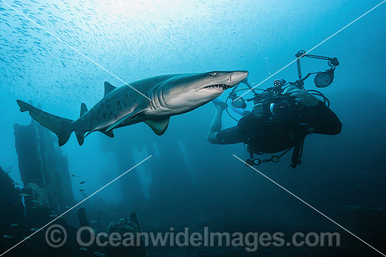 Sand Tiger Shark and Photographer photo