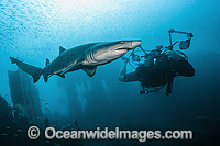 Sand Tiger Shark and Photographer Photo - Michael Patrick O'Neill