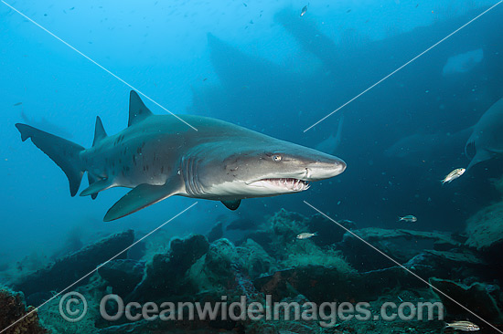 Sand Tiger Shark at shipwreck photo