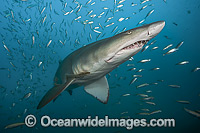 Sand Tiger Shark Photo - Michael Patrick O'Neill