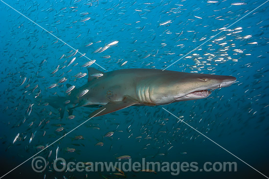 Sand Tiger Shark and baitfish photo