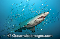 Sand Tiger Shark and baitfish Photo - Michael Patrick O'Neill