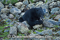 Black Bear in Clayoquot Sound Photo - Michael Patrick O'Neill