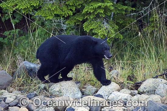 Black Bear Ursus americanus vancouveri photo