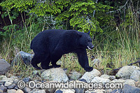 Black Bear Ursus americanus vancouveri Photo - Michael Patrick O'Neill