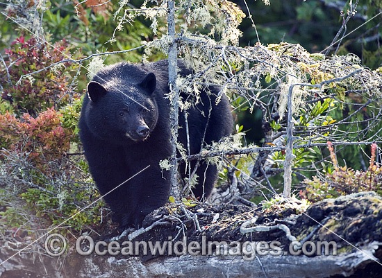 Black Bear in Clayoquot Sound photo