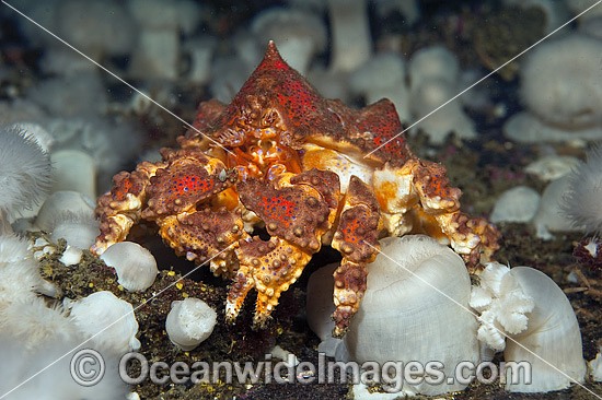Puget Sound King Crab photo