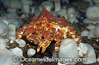 Puget Sound King Crab Photo - Michael Patrick O'Neill