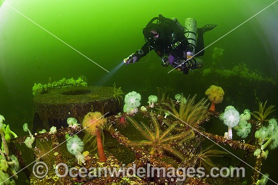 Scuba Diving the Cape Breton wreck photo
