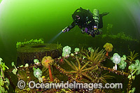 Scuba Diving the Cape Breton wreck Photo - MIchael Patrick O'Neill
