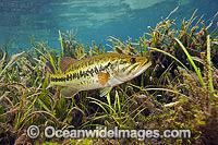 Large-mouth Bass protecting nest Photo - Michael Patrick O'Neill