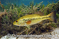 Large-mouth Bass in Rainbow River Photo - Michael Patrick O'Neill
