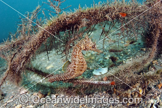 Lined Seahorse Florida photo