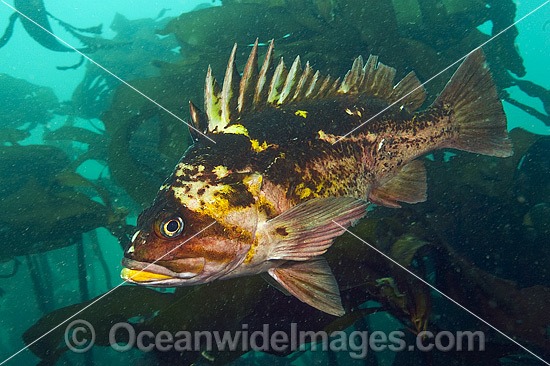 Copper Rockfish Sebastes caurinus photo