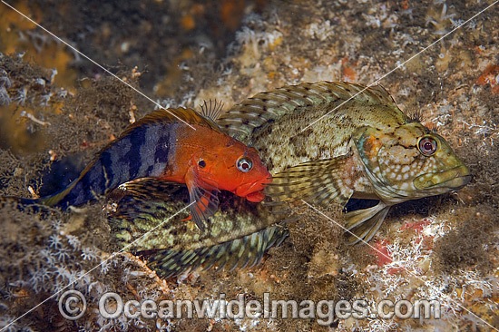 Hairy Blenny male and female mating photo